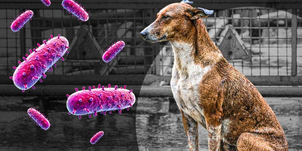 İstanbul'da Kuduz Riski Teması Arttı