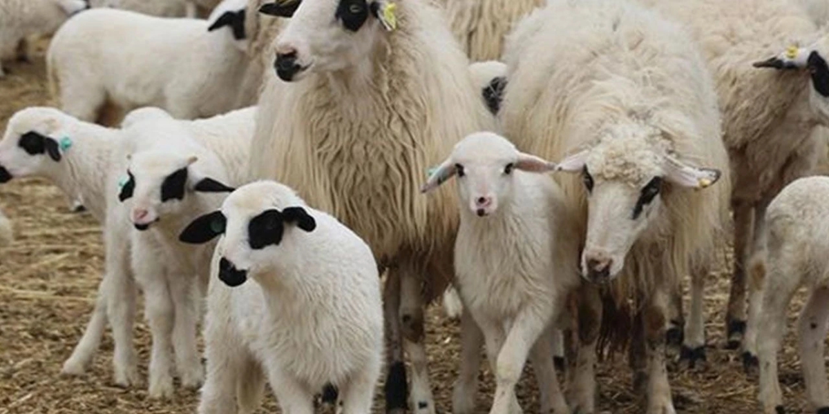 Hayvancılıkta 150 Bin Küçükbaş Desteği