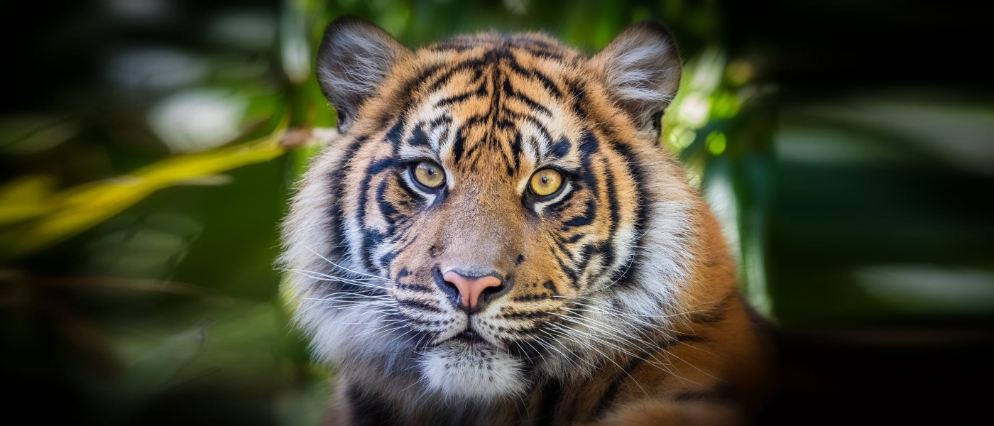 Tayland'da Kaplan Ölümleri